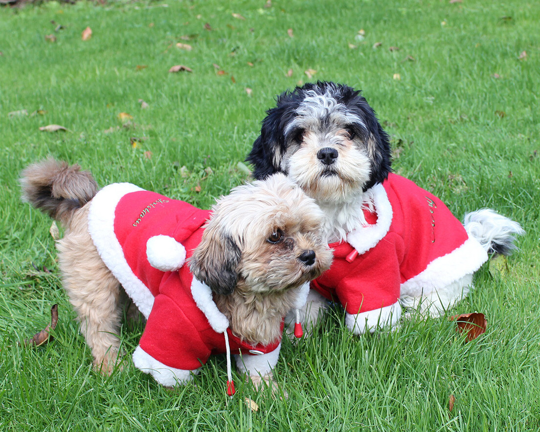 Weihnachts-Hundedecke